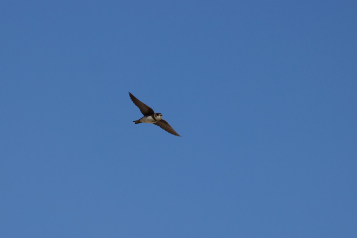 Bank Swallow - ML241901021