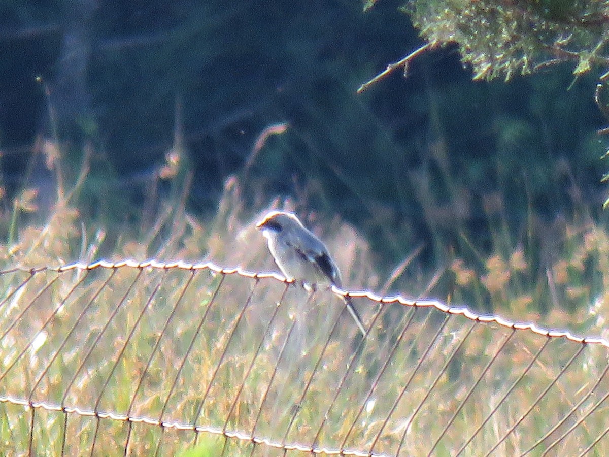Loggerhead Shrike - ML241902951