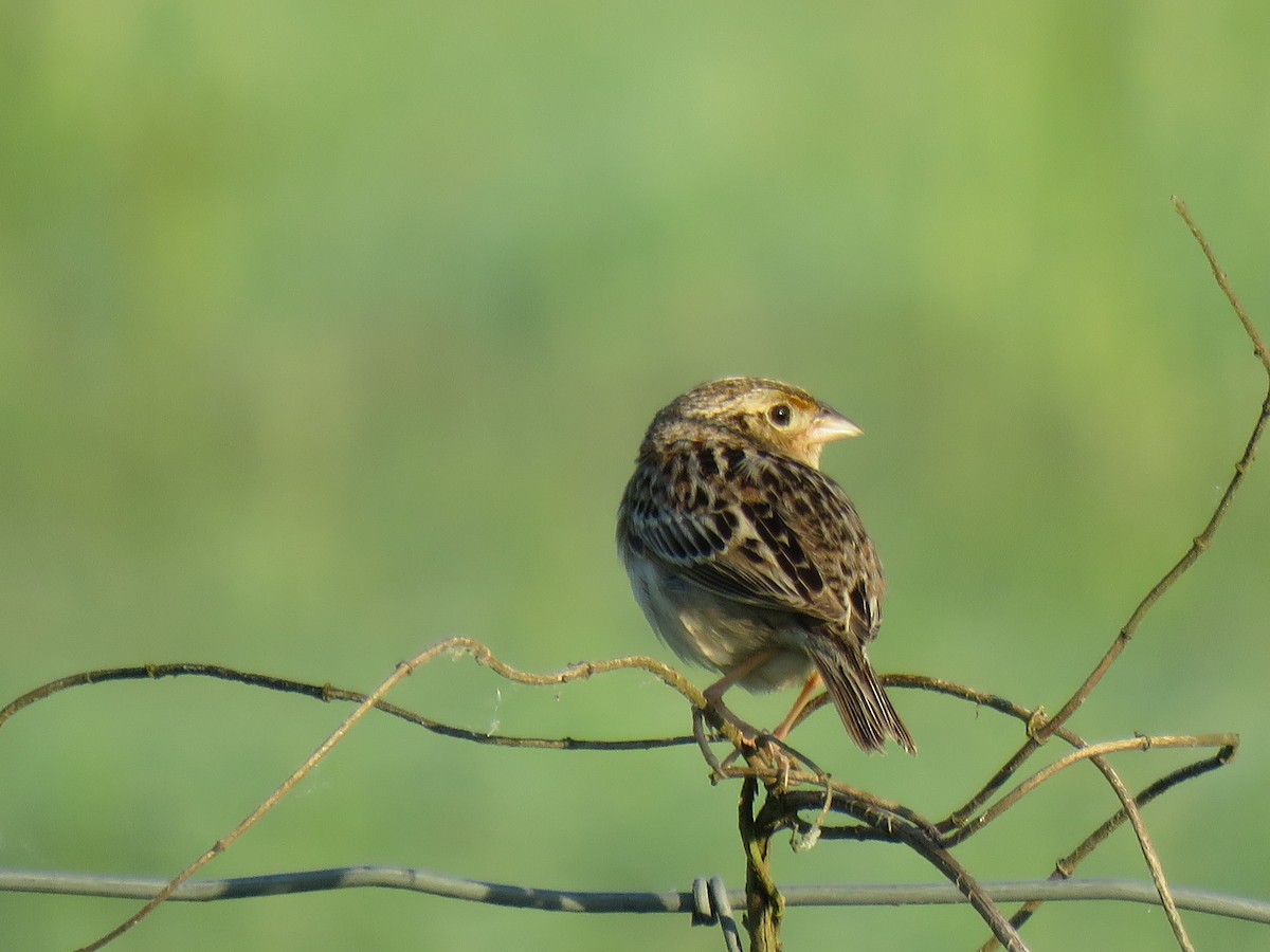 Grasshopper Sparrow - ML241902981