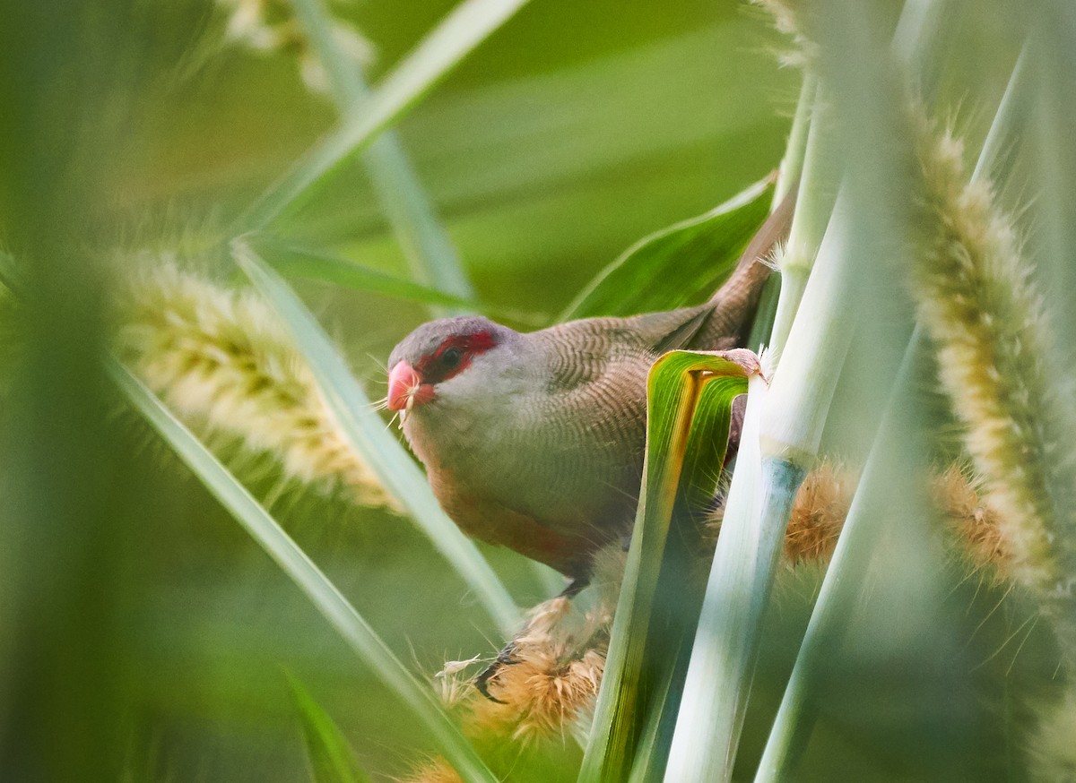 Common Waxbill - ML241903201