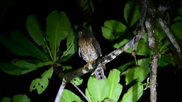 Brown Boobook - ML241905341