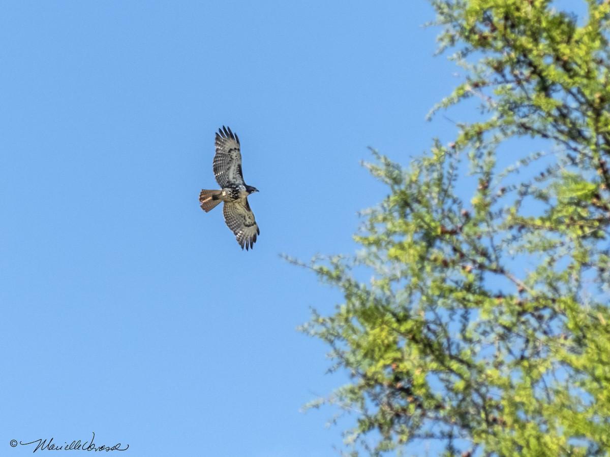 Red-tailed Hawk - ML241905371