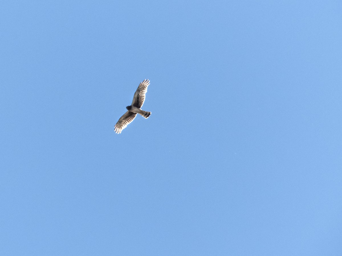 Northern Harrier - Marielle Vanasse