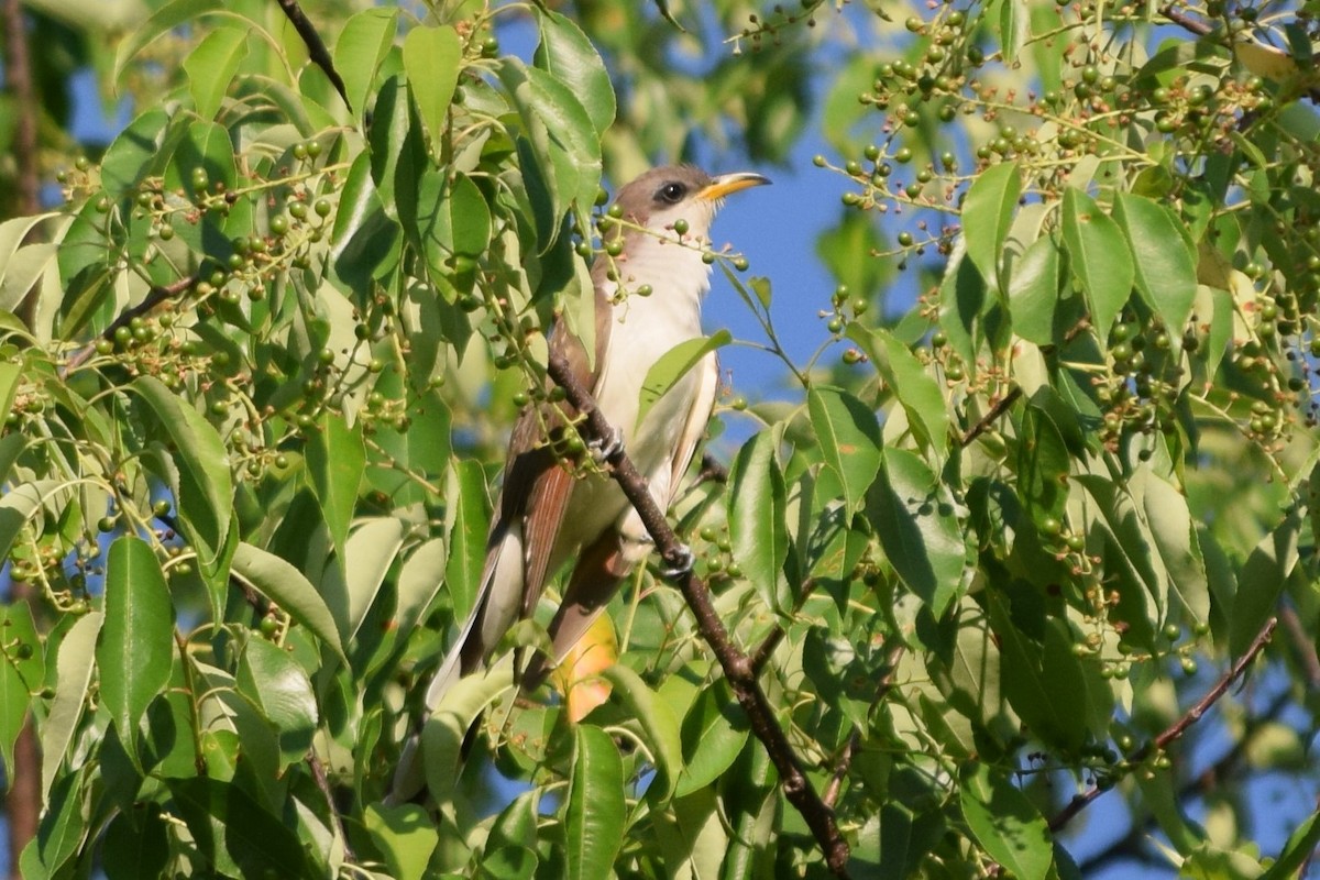 Yellow-billed Cuckoo - ML241907251