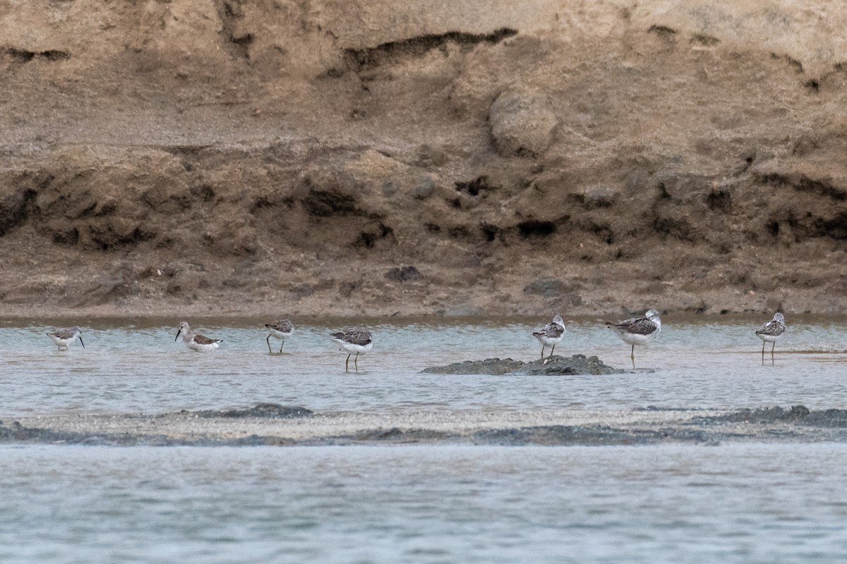 large shorebird sp. - ML241907351