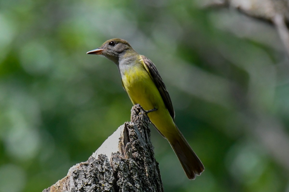 Great Crested Flycatcher - ML241907441