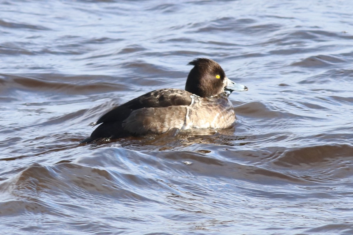 Tufted Duck - ML241907821