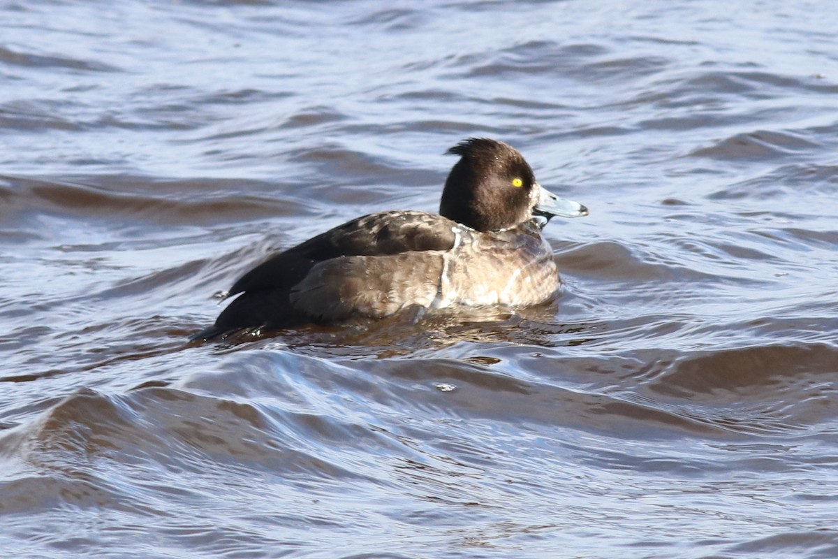 鳳頭潛鴨 - ML241907821