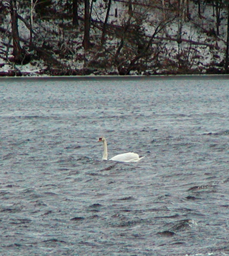 Cygne tuberculé - ML241911911