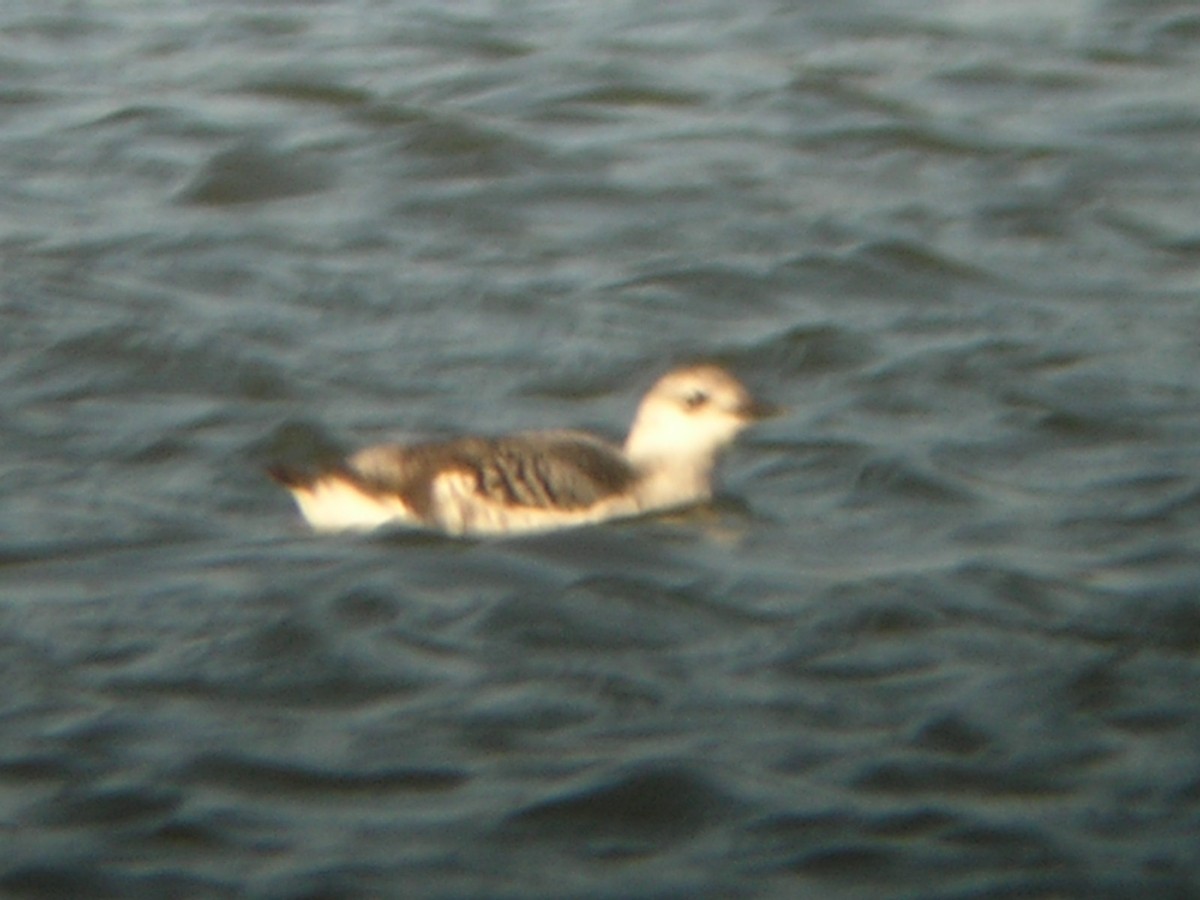 Black Guillemot - ML24191461