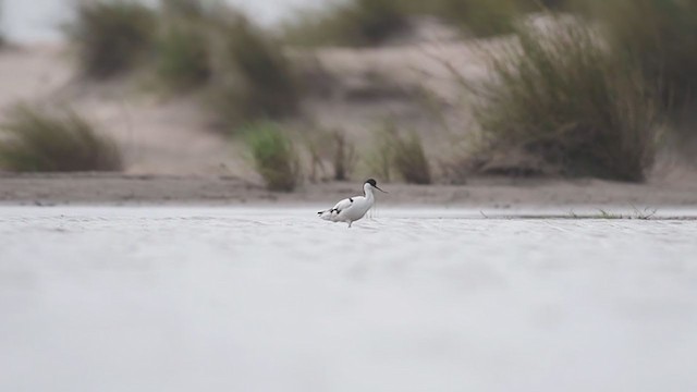 Pied Avocet - ML241917041