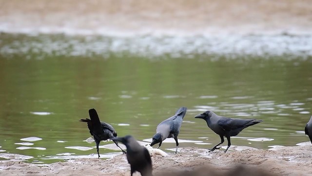 House Crow - ML241917201