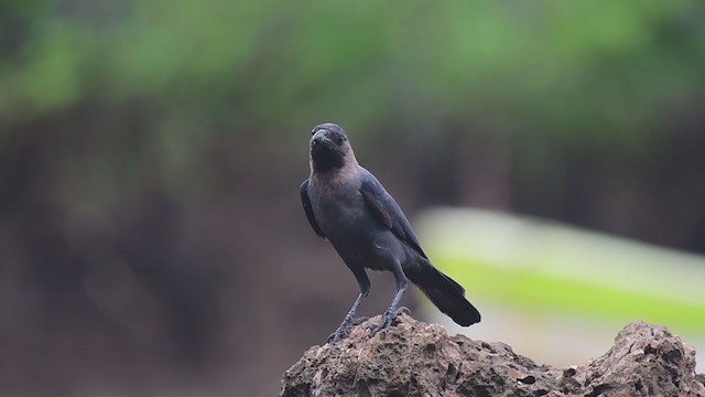 House Crow - ML241917321