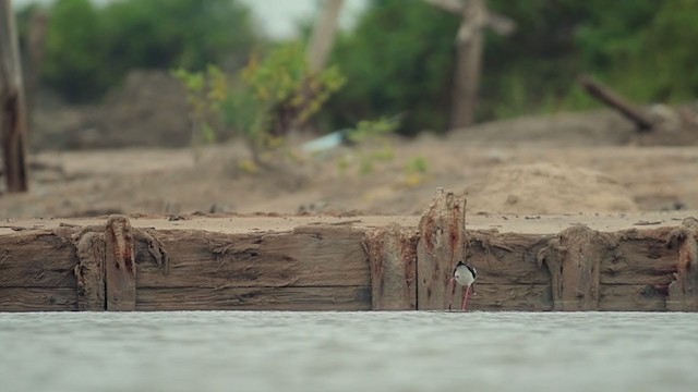 Black-winged Stilt - ML241917471