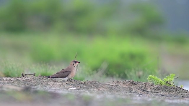 Collared Pratincole - ML241917521