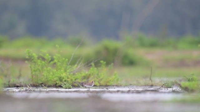 Little Stint - ML241917551