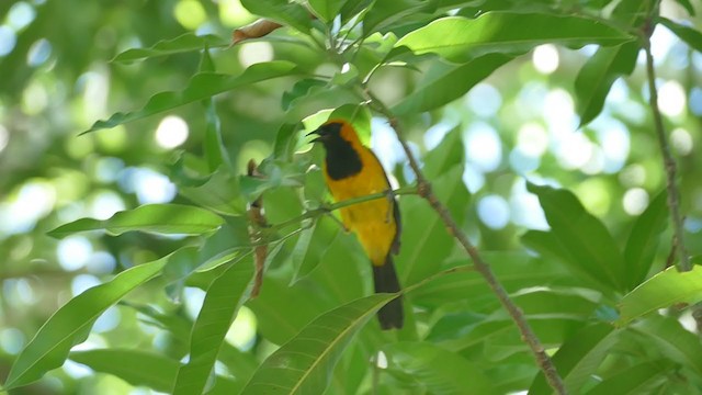 Oriole à tête d'or - ML241917731