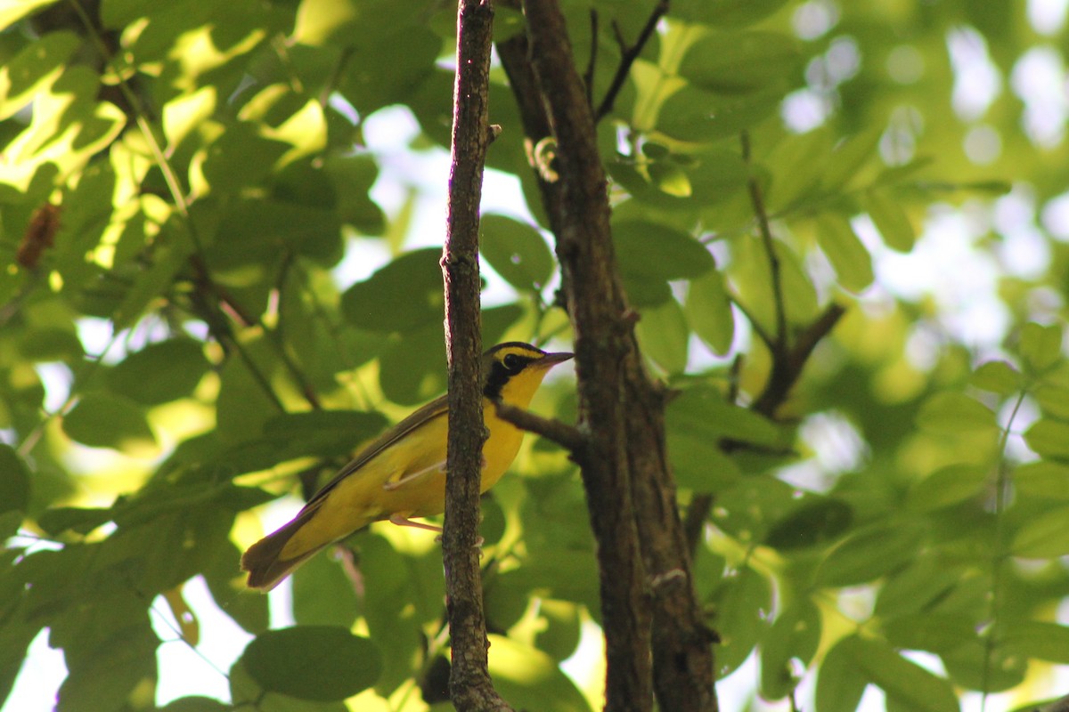 Kentucky Warbler - Xavier Gitre