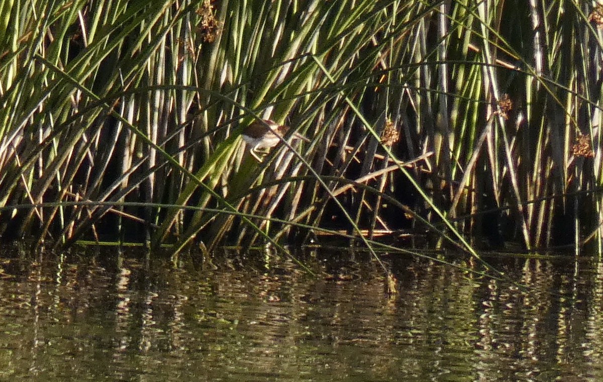 Least Bittern - ML241920501