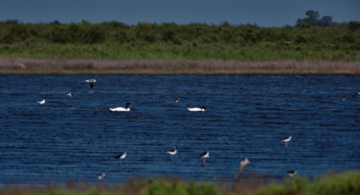 Cisne Cuellinegro - ML24192051