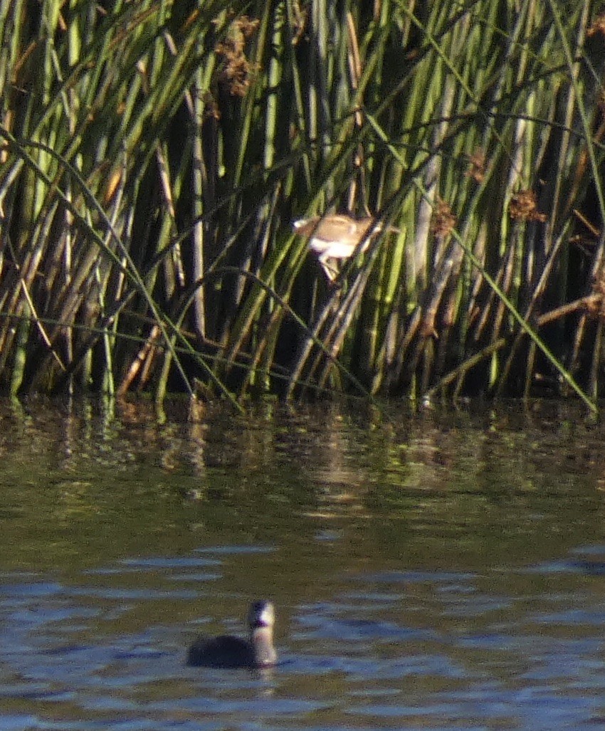 Least Bittern - ML241920621