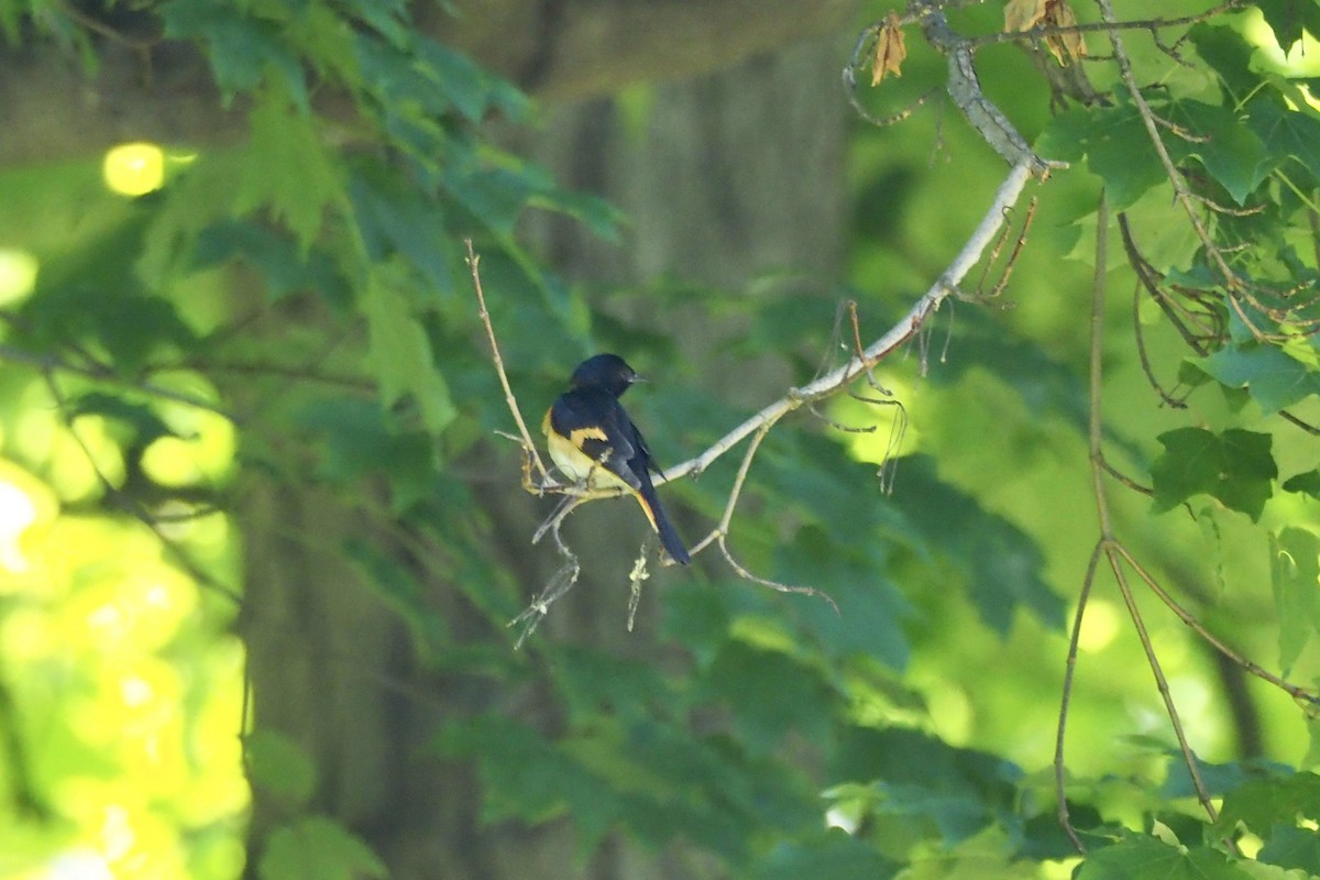 American Redstart - ML241924971