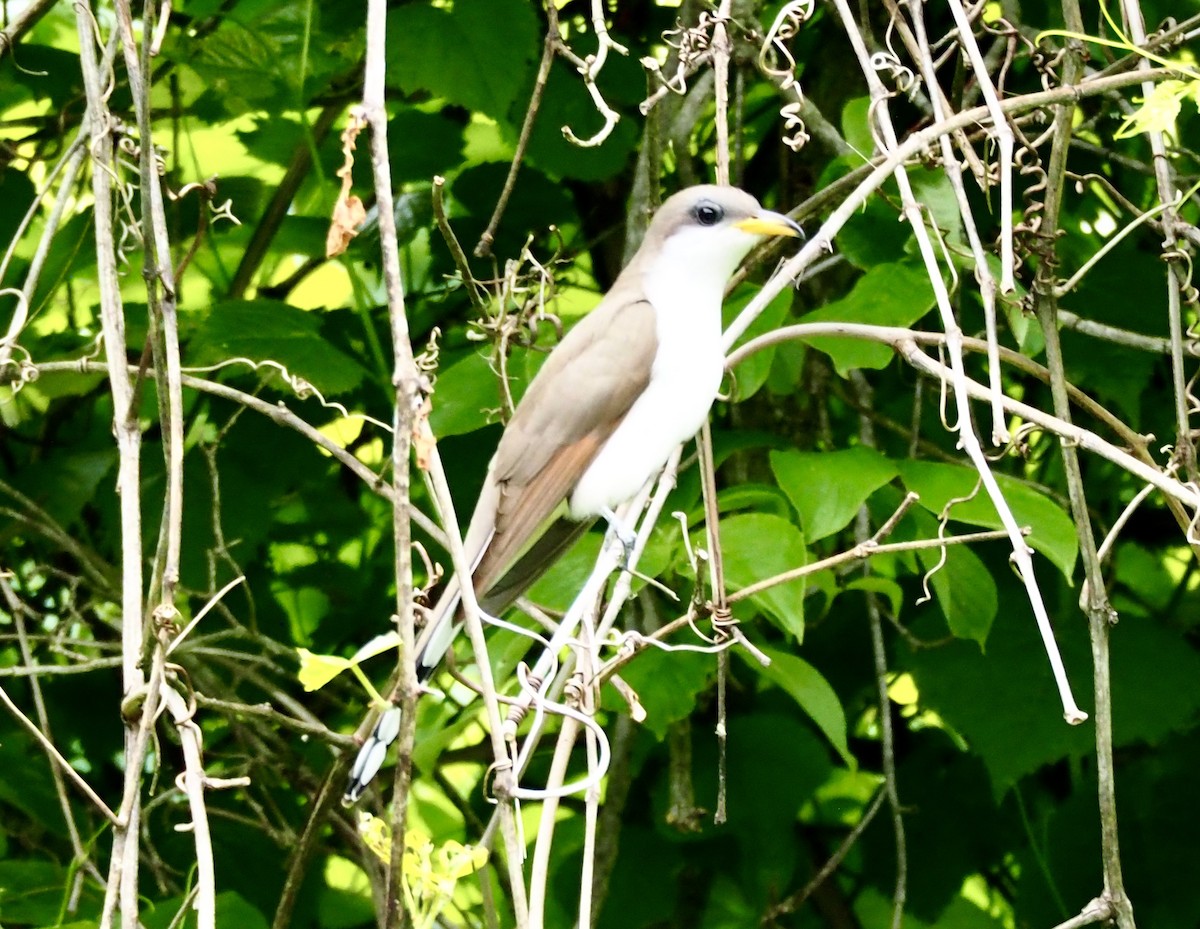 Yellow-billed Cuckoo - ML241925741