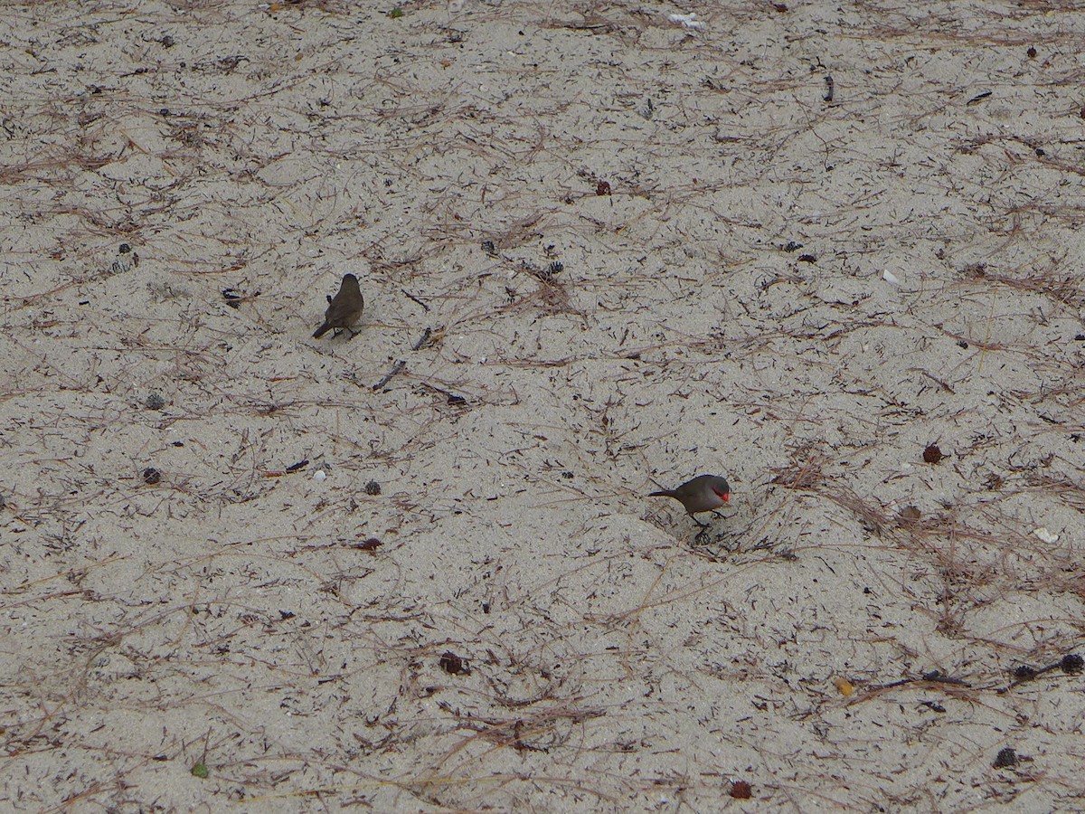 Common Waxbill - ML241926151