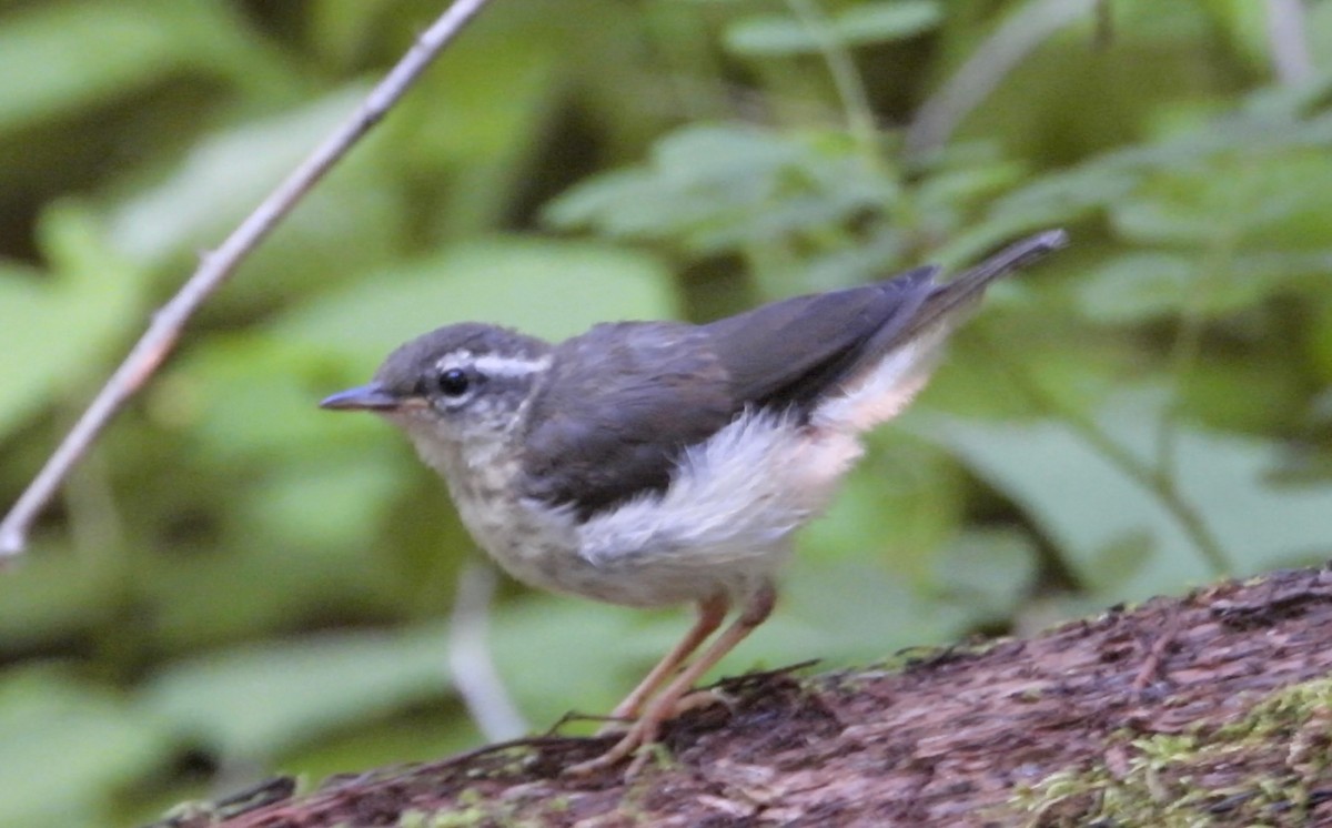 Paruline hochequeue - ML241928711