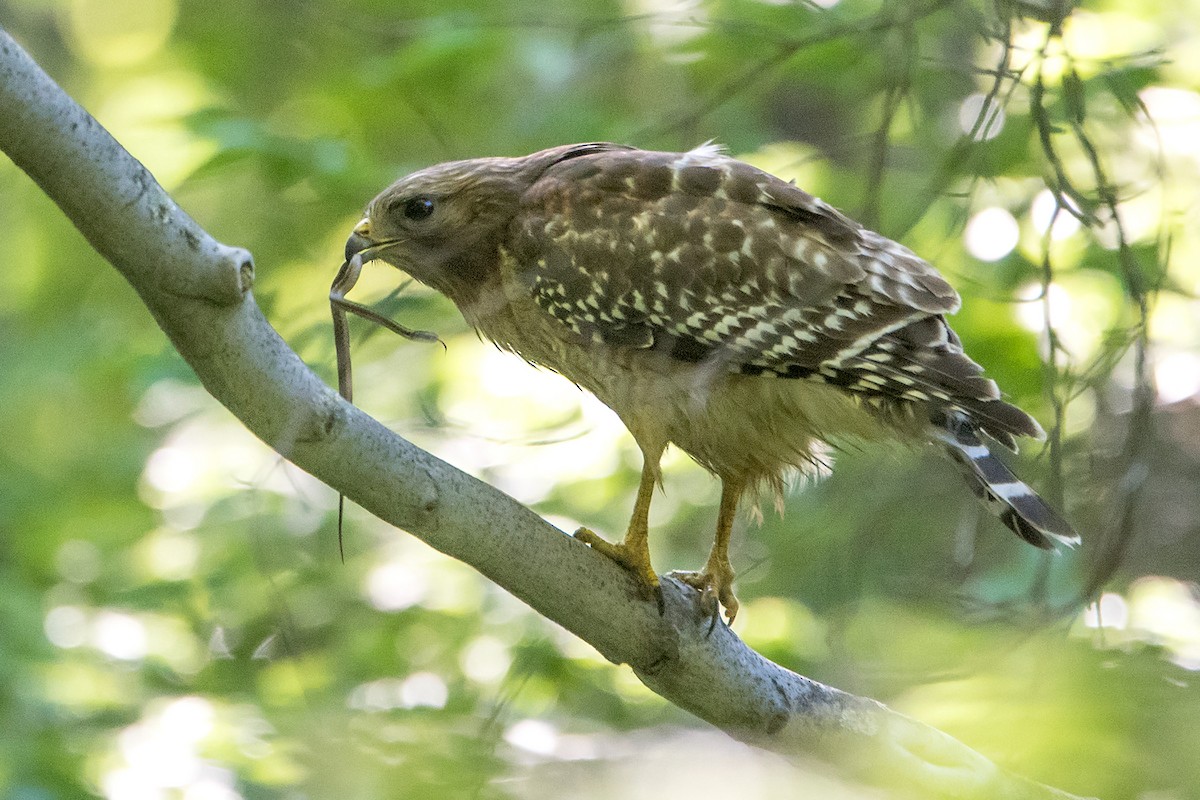 Red-shouldered Hawk - Sue Barth