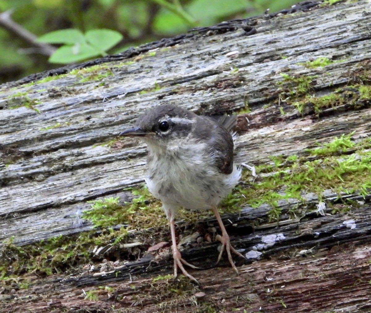 Louisiana Waterthrush - ML241929261