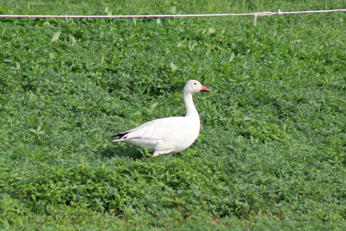 Snow Goose - ML241929721