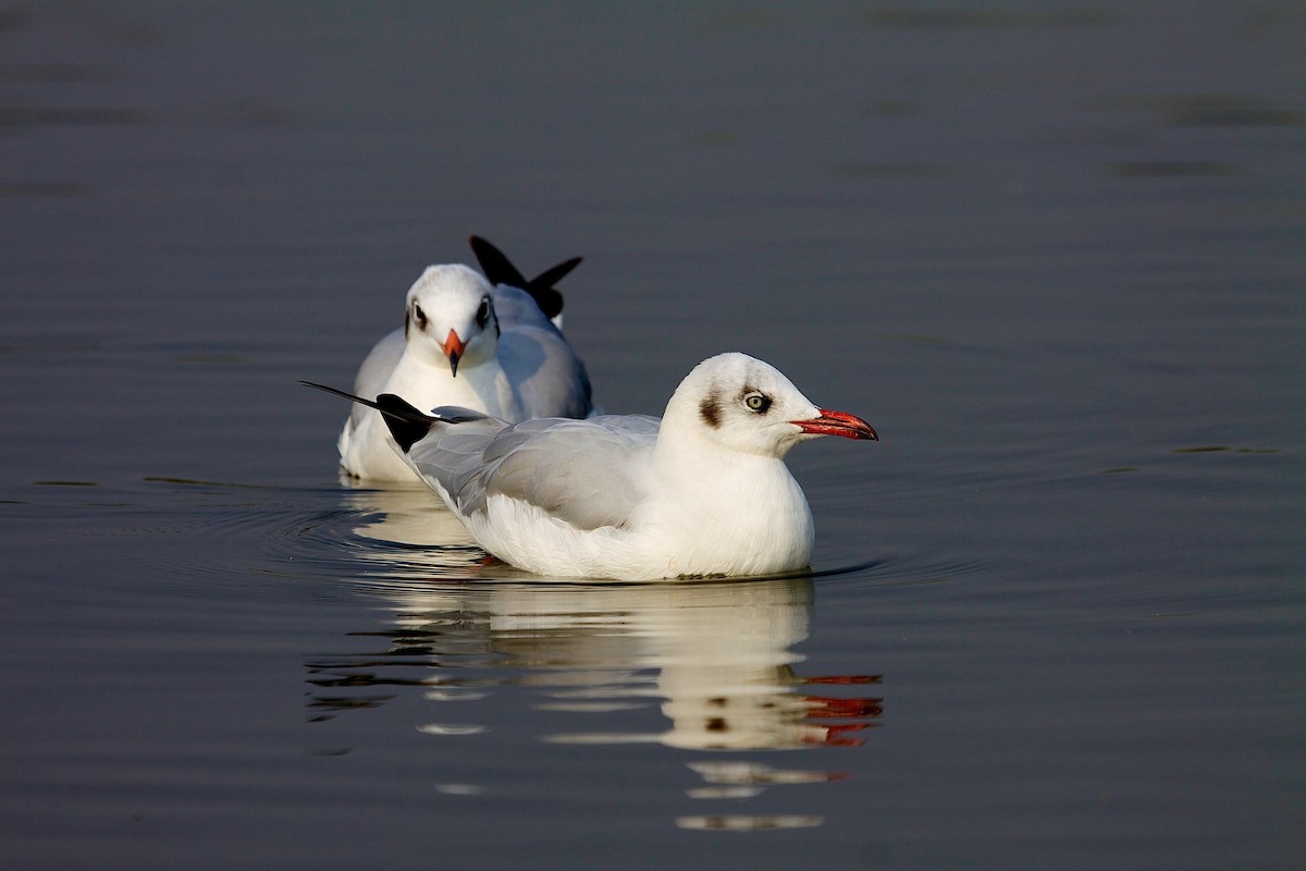 Brown-headed Gull - ML241930651