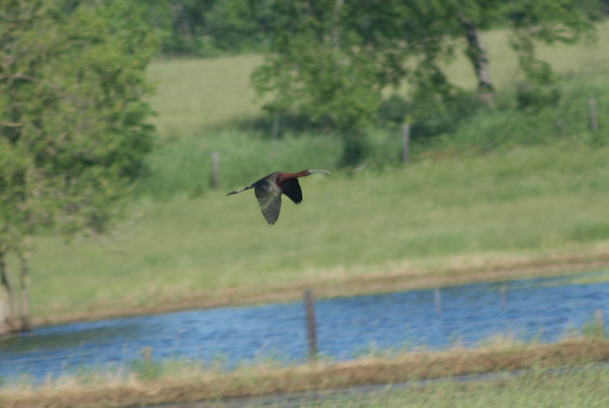 Glossy Ibis - ML241930791