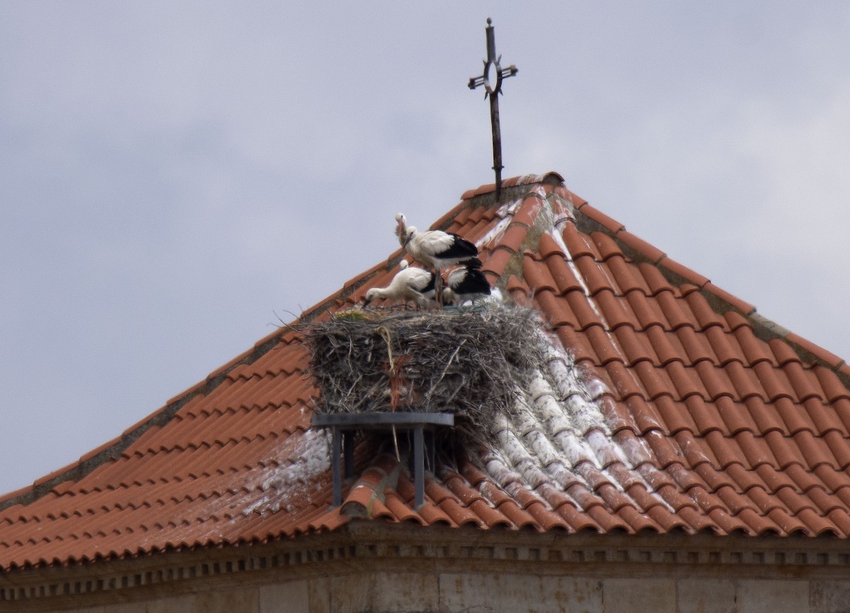 White Stork - ML241932491