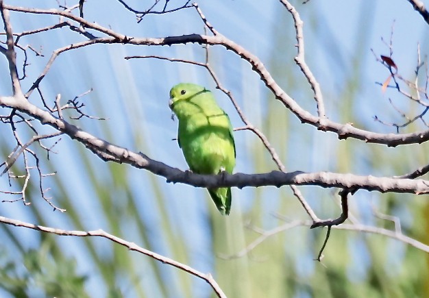 Cotorrita Aliazul - ML241932641