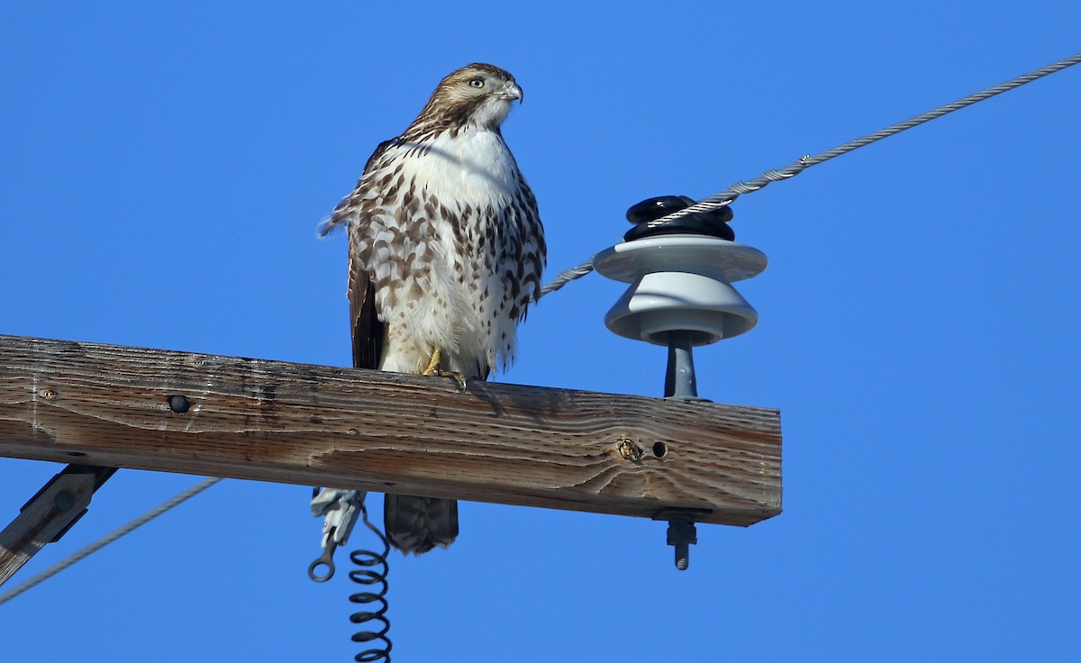 Red-tailed Hawk (calurus/alascensis) - ML241932801