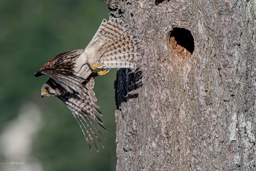 American Kestrel - ML241933071