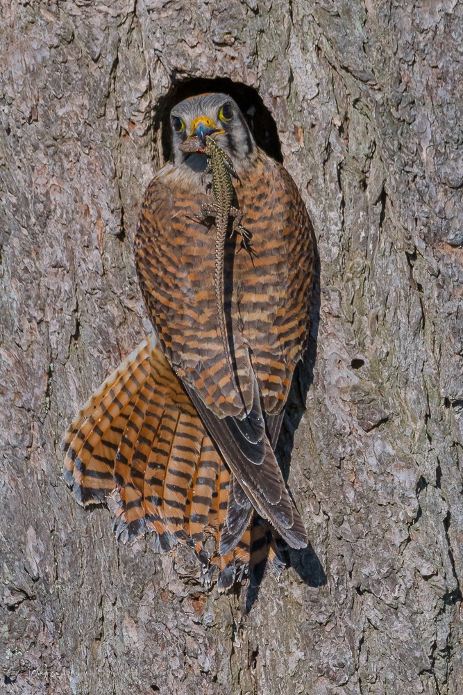 American Kestrel - ML241933181