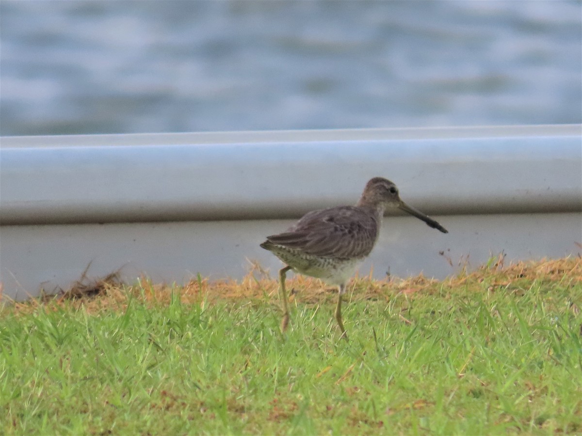 Short-billed Dowitcher - ML241933251