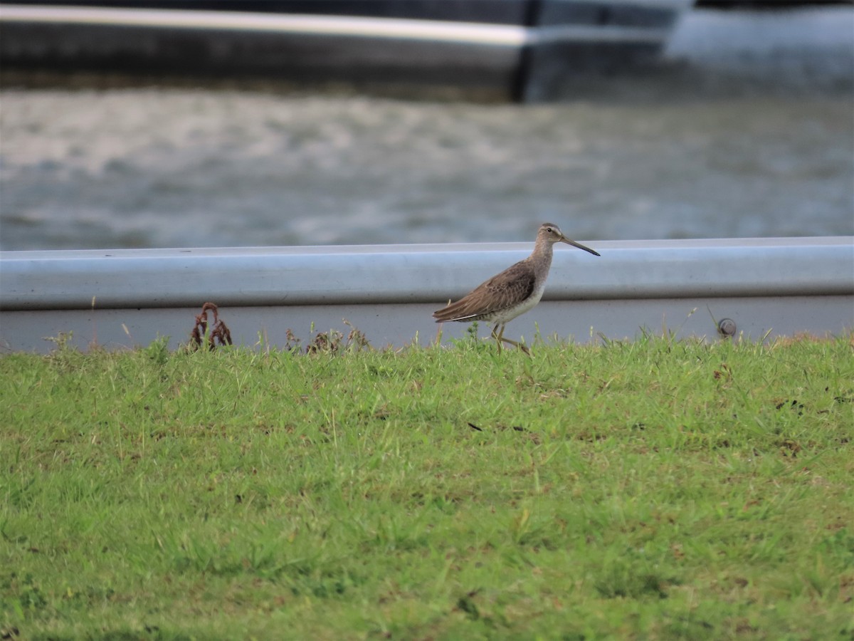 Short-billed Dowitcher - ML241933291