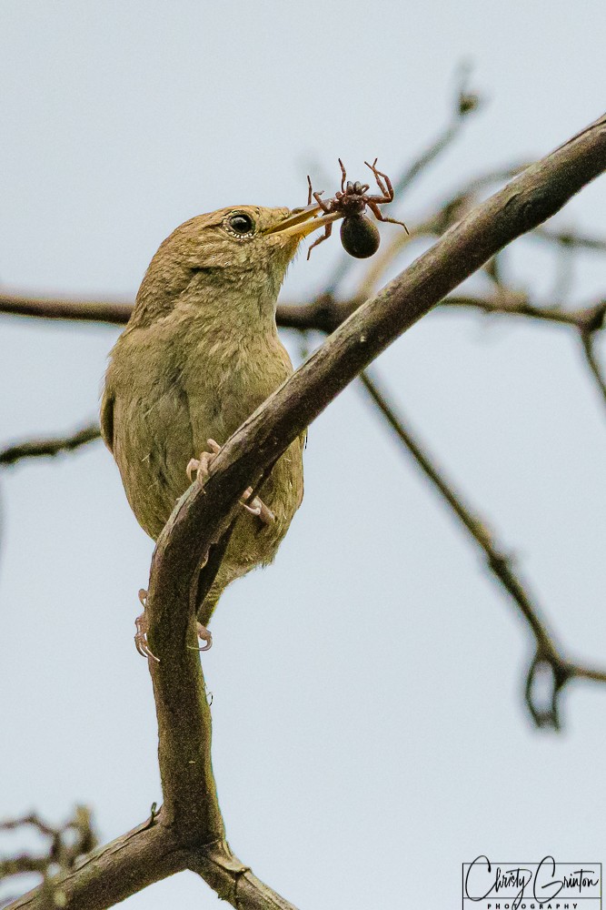 Northern House Wren - ML241933331