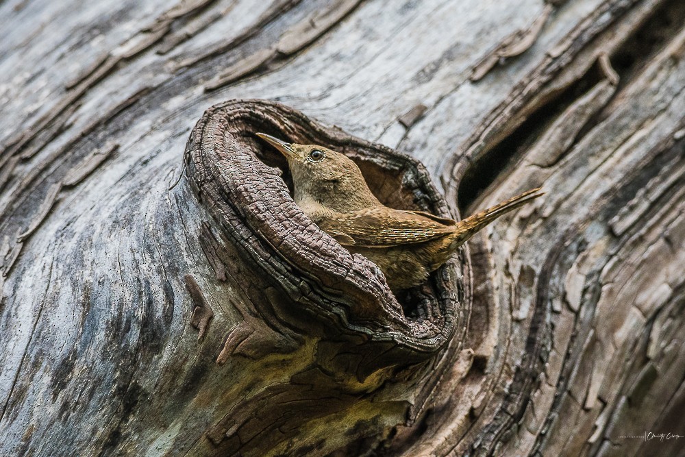 Northern House Wren - ML241933401