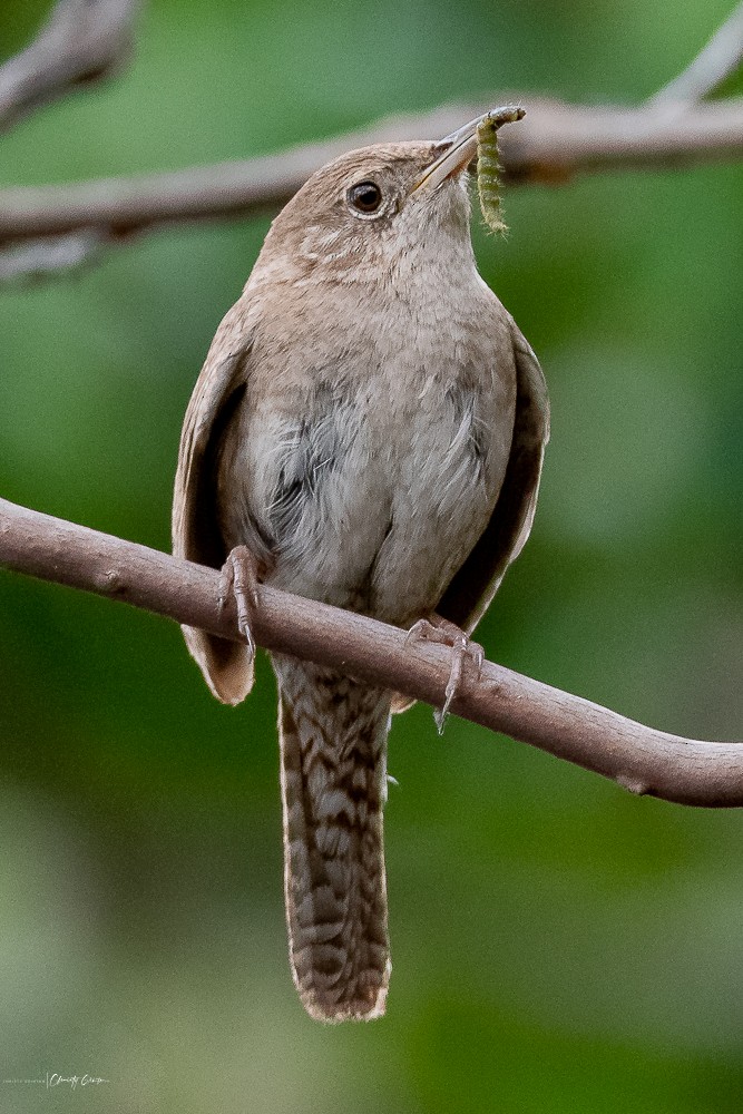 Northern House Wren - ML241933461
