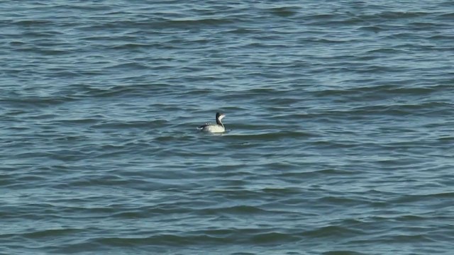 Horned Grebe - ML241933471