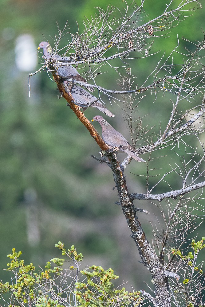 Band-tailed Pigeon - ML241933721