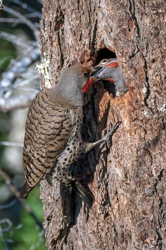 Northern Flicker - ML241934341
