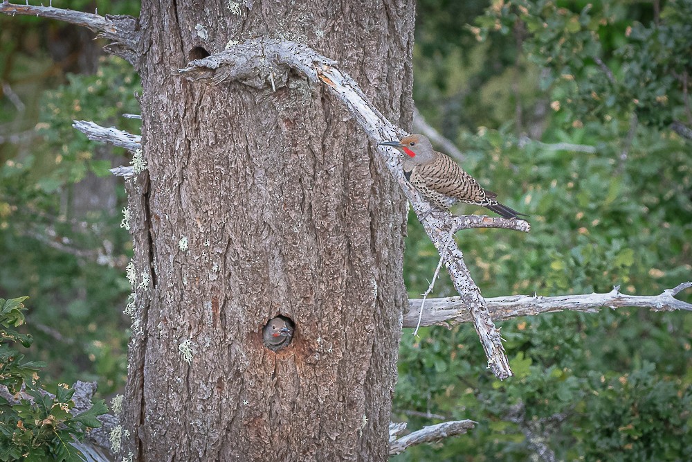 Northern Flicker - ML241934421