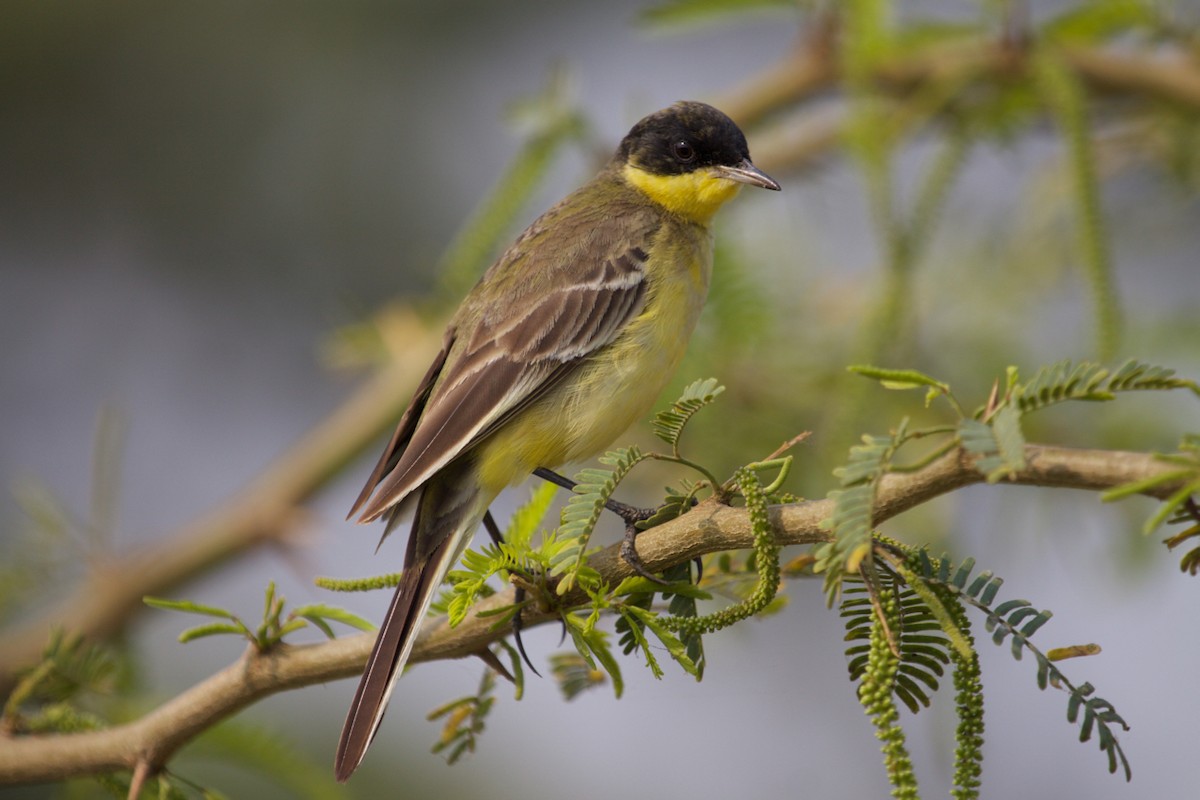 Western Yellow Wagtail - ML241935541