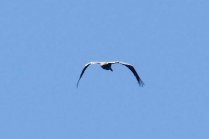 Brown Pelican - Brad Woodward